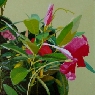 Iberflora 2